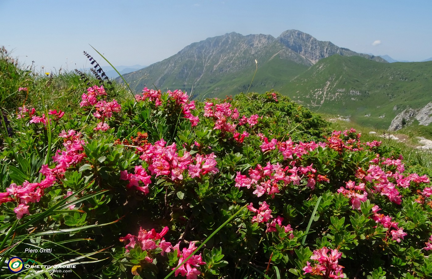 49 Rhododenfron hirsutum (Rododendro irsuto9 con vista in Menna.JPG